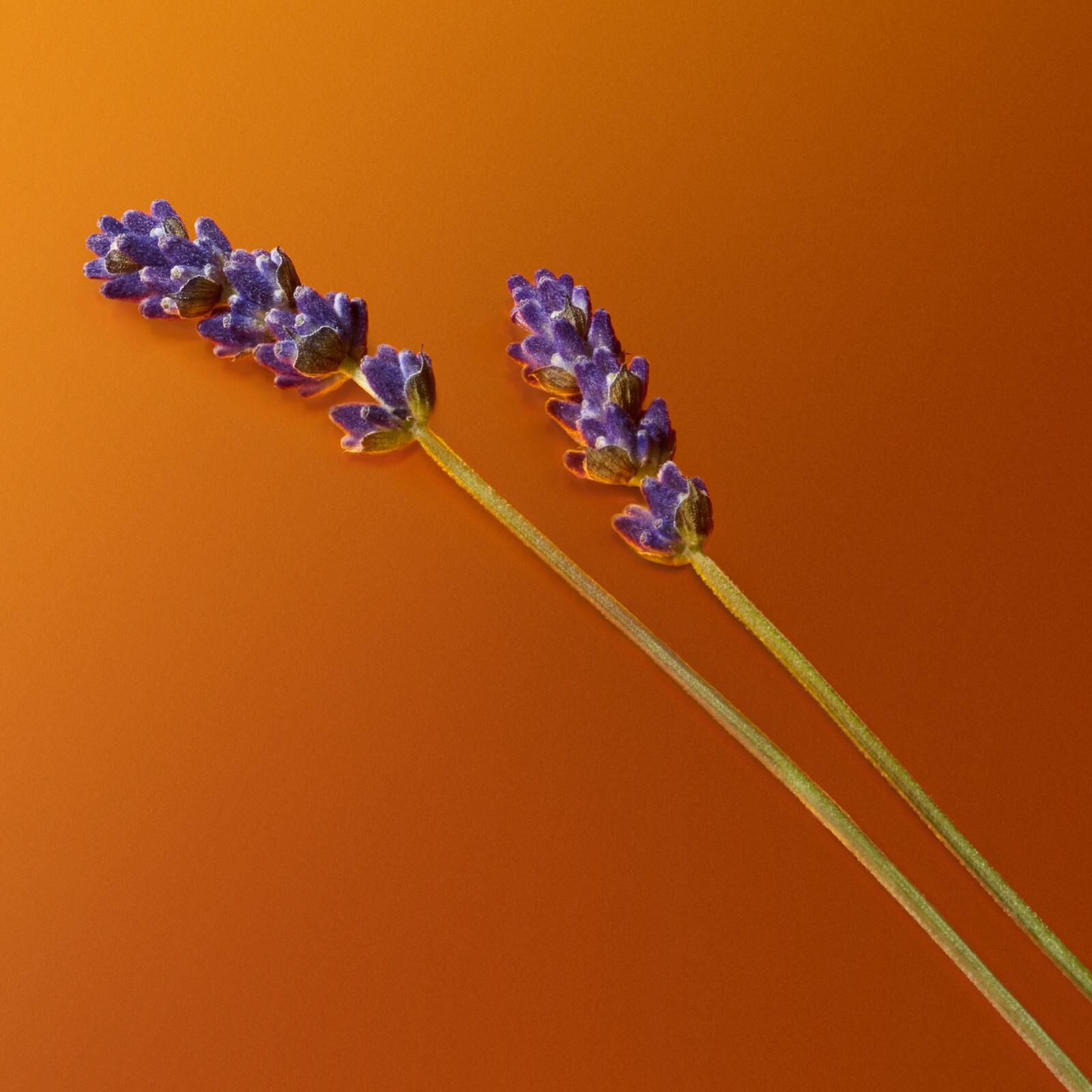 Tiges de lavande violettes avec des elements d'ambre sur fond orange, montrant des ingredients naturels de parfum.