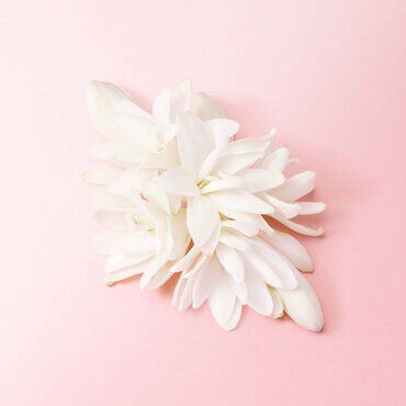 A cluster of delicate white flowers arranged on a soft pink background.