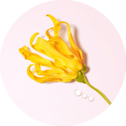 A vibrant yellow flower with wavy petals is positioned against a soft pink background, accompanied by three small white droplets.