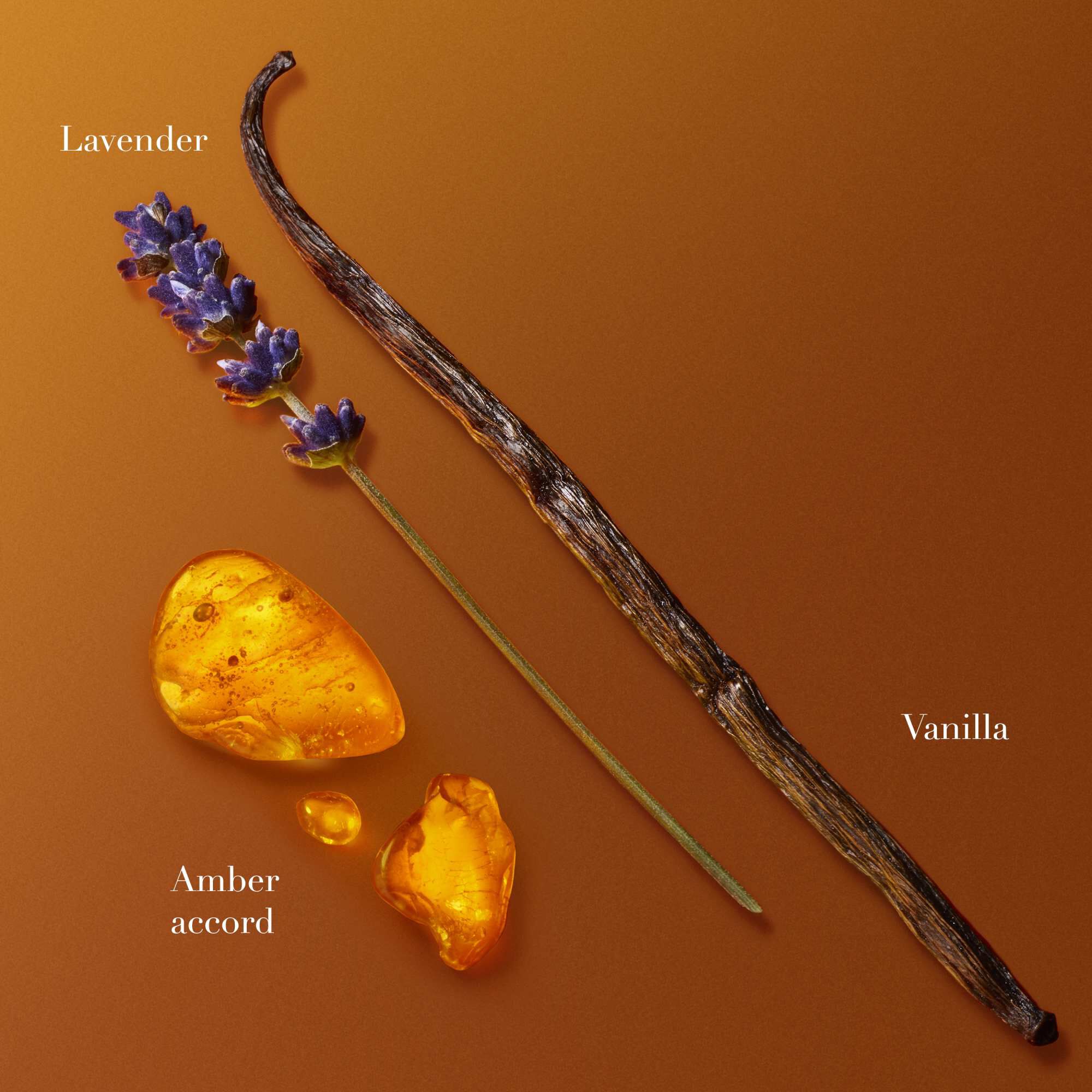 Gousses de vanille, lavande et morceaux de resine d'ambre disposes sur un fond orange chaud, mettant en valeur les ingredients du parfum