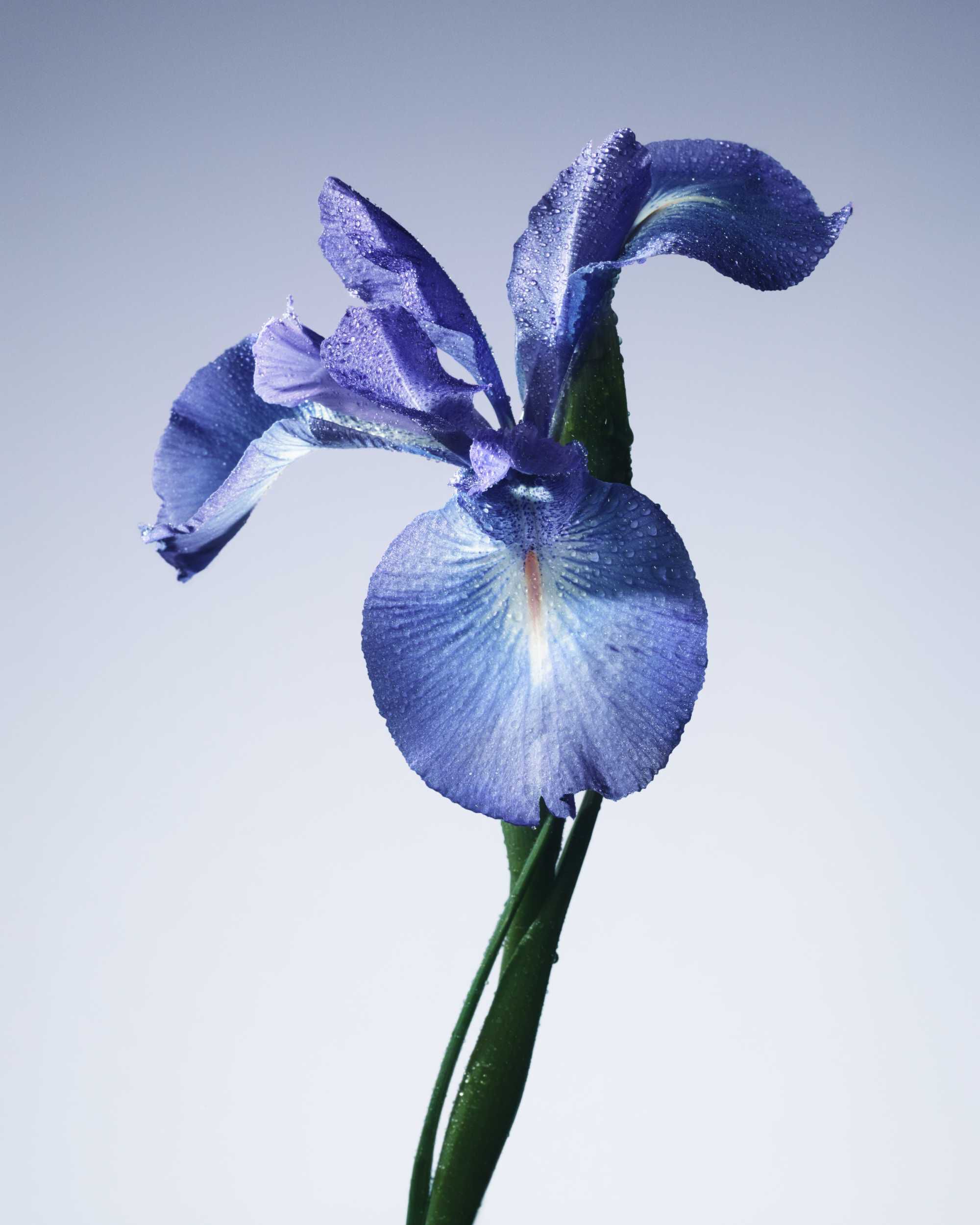 ARMANI/PRIVE IRIS BLEU