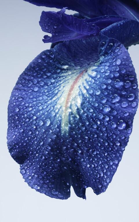 ARMANI/PRIVE IRIS BLEU