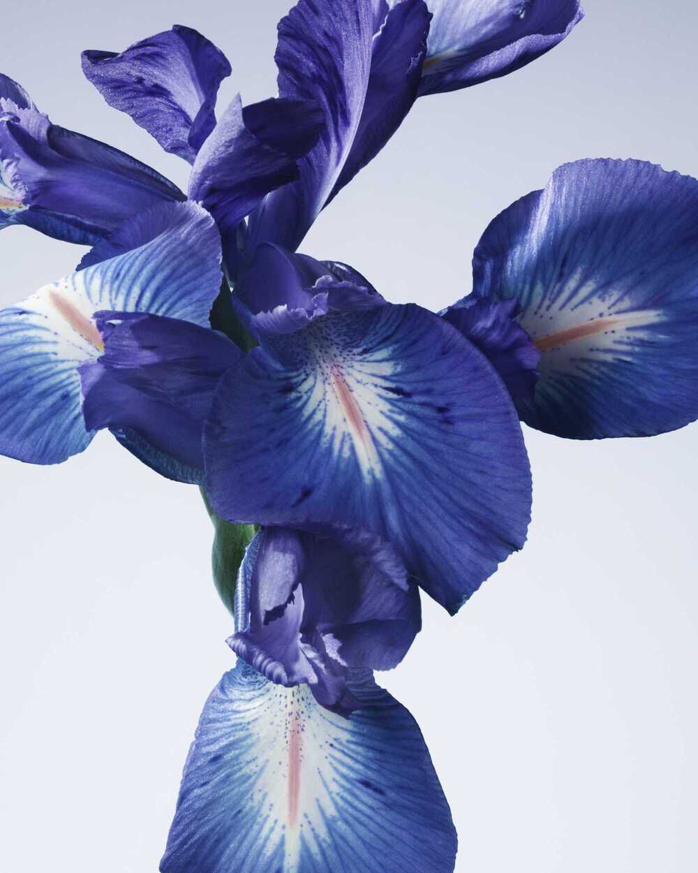 ARMANI/PRIVE IRIS BLEU